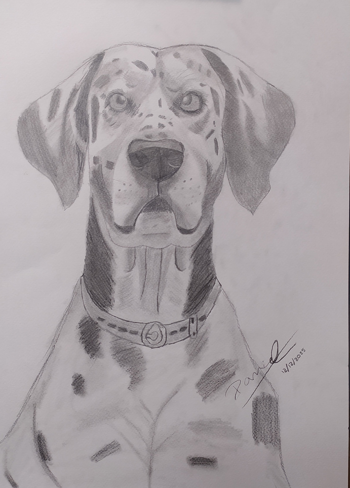 perro dálmata dibujo academia birigay